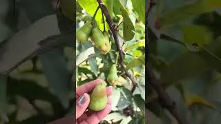 Thumbnail: गर्मियों में शरीर को ठंडा रखने वाला अनोखा फल! Water Apple