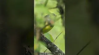 Thumbnail: Rare Warbler Singing! (Connecticut Warbler)