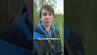 Thumbnail: Happy World Migratory Bird Day!
