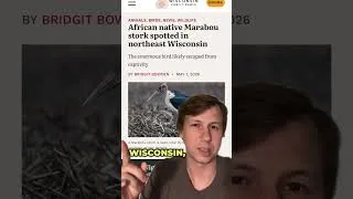Thumbnail: MASSIVE African stork spotted in the Midwest!