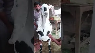 Thumbnail: Giant Goat Of Amir Dogar 197 Kg #GiantGoat