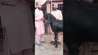 Thumbnail: Pamma Lahori Breeder Goat Of Aqeel Bhai #BreederBuck#BeetalGoats