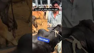 Thumbnail: Lahore Cattle Mandi