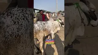 Thumbnail: Multan Mandi Live Updates