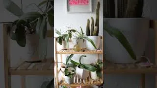 Thumbnail: Dopamine Decor Houseplant Corner #shorts #growingindoorplants