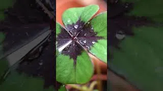 Thumbnail: What To Do With A Leggy Oxalis! 2-Minute Guide #shorts #containergarden