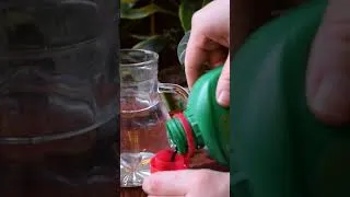 Thumbnail: 5 Ways To Help Your Houseplants Survive Winter #shorts