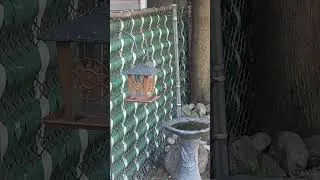 Thumbnail: Fat squirrel yells at me every morning