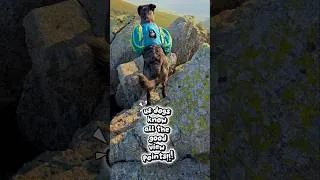 Thumbnail: follow me..... i know all the good spots #dog #hikingdog #hike #wales #views #mountains