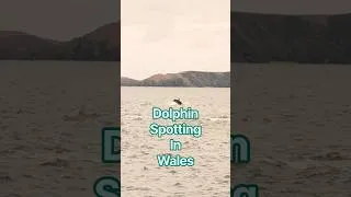 Thumbnail: Dolphin Spotting in Wales | #dolphin #sealife #nature #wildlife #wales #subscribe #explore #beauty