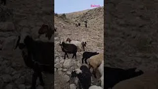 Thumbnail: The life of Iranian herders! 🐑 Shepherds Jahangir and Maryam in the heart of the mountains