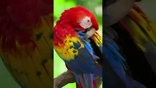 Thumbnail: The unreal Colors of the Scarlet Macaw ❤️💛💙 #macaw #birdwatching #peacefulnature