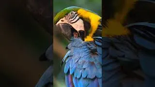 Thumbnail: Self-Care Day for a Blue-and-Yellow Macaw 💛💙 #macaw #birdwatching #peacefulnature