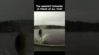 Thumbnail: The greatest topwater 🐸 strike of all time! #bamabass #topwater #frog #fishing