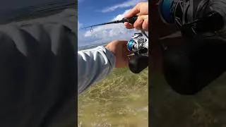 Thumbnail: Give a man a fish! #fishing #beach #saltwaterfishing
