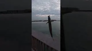 Thumbnail: I Tossed a Jig Off the Gulf Pier and Caught THIS… #shorts #fishing #fish