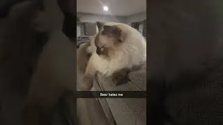 Thumbnail: Annoying the Cat by comparing him to burgers