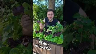 Thumbnail: Grow Salad at Home 🥗 (Ready in Weeks!)