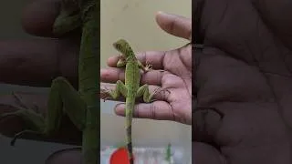 Thumbnail: Colorful Iguana Babies – Tiny Reptiles, Big Beauty! 🦎🌈