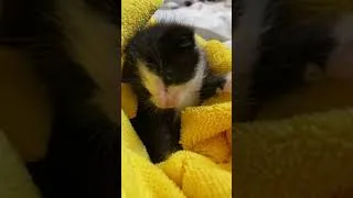Thumbnail: Chip in blanket