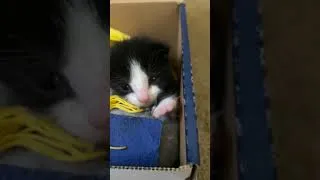 Thumbnail: Chip in box