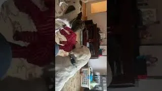 Thumbnail: Puppies roughhousing(2)