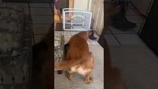 Thumbnail: Dogs are ready to rumble