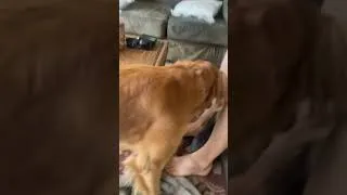 Thumbnail: A dog should know when it’s time throw in the towel