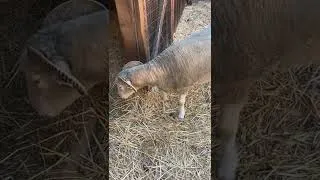 Thumbnail: Blue bottom ram hanging out at the farm