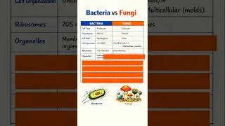 Thumbnail: Difference between bacteria & fungi|#biology #microbiology #shorts @basicappliedmicrobiology