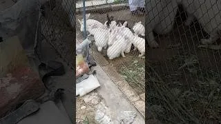 Thumbnail: Newzealand White Rabbits 😍 Rabbit Farming In Pakistan 😱