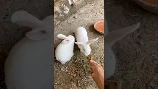 Thumbnail: Newzealand White Rabbit 🐇😍