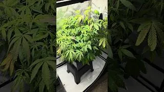 Thumbnail: Autopot Tray2Grow System 💧#autopot