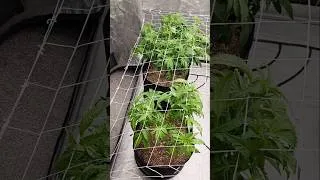 Thumbnail: I Made Some Tent Upgrades #acinfinity #autopot