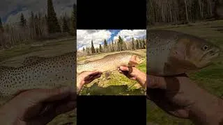Thumbnail: Pulling trout out of the WEEDS!!