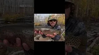 Thumbnail: GIANT Hybrid Trout in a TINY Pond!!