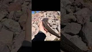 Thumbnail: This Fish is Missing an EYE??