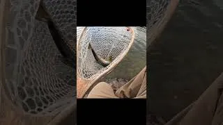 Thumbnail: CATCH & COOK TIGER TROUT