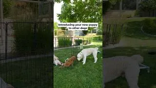 Thumbnail: Meet another dog
