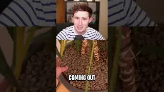 Thumbnail: Giving a Plant Tour