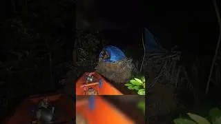 Thumbnail: Camping in Fallen Tree With My Dog | Net Fishing for Food in the River #shorts #offgrid