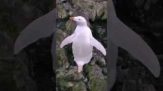 Thumbnail: One of nature’s rarest sights 🤍 🐧#GentooPenguin #WhitePenguin #RareMutation