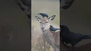 Thumbnail: Welcome to nature’s salon! 🐦‍⬛🦌 #Nature #Shorts #Animals #Wildlife