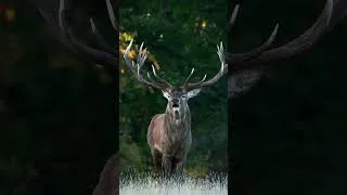 Thumbnail: This 'roar' can be heard up to two miles away! 🦌 #Deer #Animals #Shorts #Wildlife