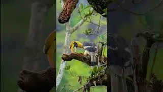 Thumbnail: Feeling peck-ish! #India #Birds #Shorts #Animals #Wildlife