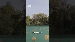 Thumbnail: Jellyfish Breathing Meditation 🪼 #Shorts #Jellyfish #BBCEarth #4K #Wildlife #Animals