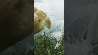 Thumbnail: The Ocean’s Breathing Exercise 🪼 #Shorts #Jellyfish #BBCEarth #4K #Wildlife #Animals
