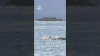 Thumbnail: A Whale’s Breath In Slow Motion 🐋 #Shorts #Whale #BBCEarth #4K #Wildlife #Animals