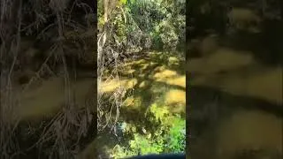Thumbnail: Nature's Therapy: Peaceful Park & Forest Stream Vibes #shorts