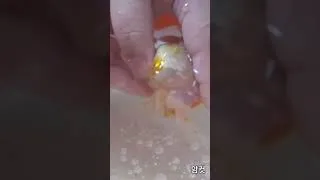Thumbnail: 금붕어 알 낳는 법? 오란다 인공수정 핵심 요약! 🐟✨How Goldfish Lay Eggs? Oranda Artificial Fertilization Highlights!
